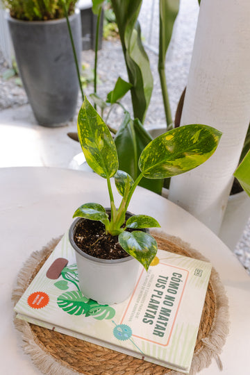 Filodendro Congo Híbrido Variegado