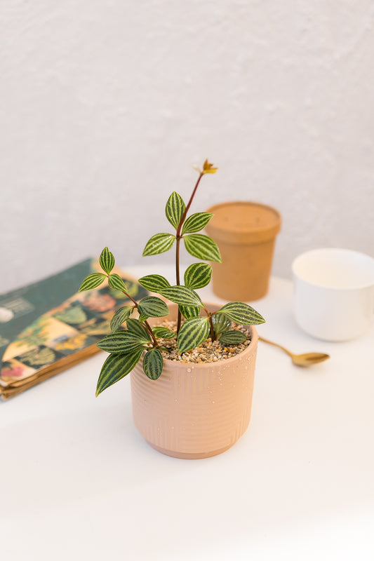 Peperomia Puteolata