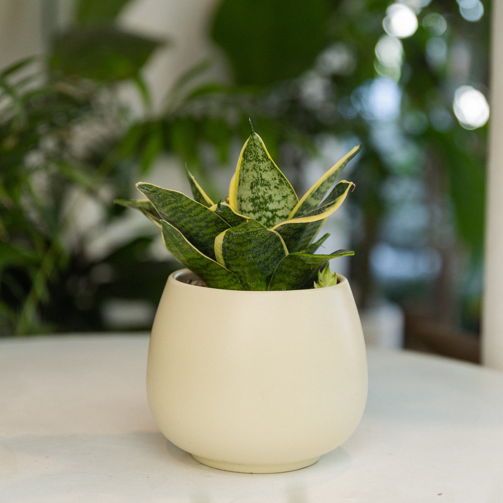 sansevieria enana cuidados Sansevieria Enana | Lengua de suegra compacta | Comprar