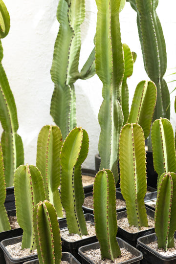 Cactus Euphorbia