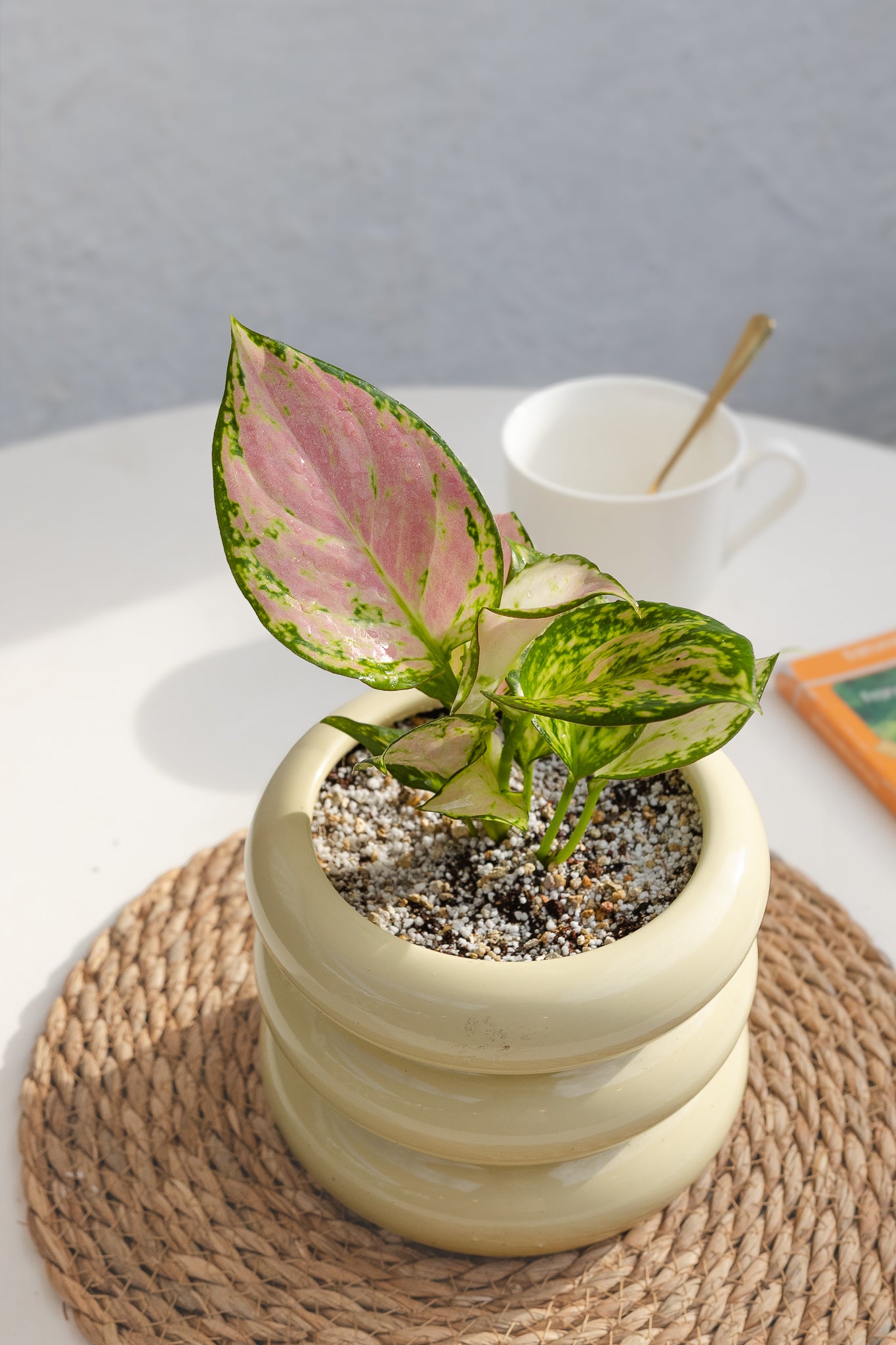 planta aglaonema rosa Aglaonema Lady Valentine | Planta rosada de interior | Comprar