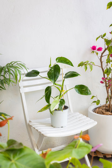 Filodendro White Wizard