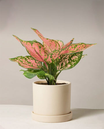 Aglaonema Anyamane
