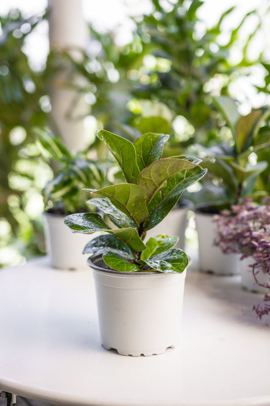 Ficus Lyrata Mini Bambino
