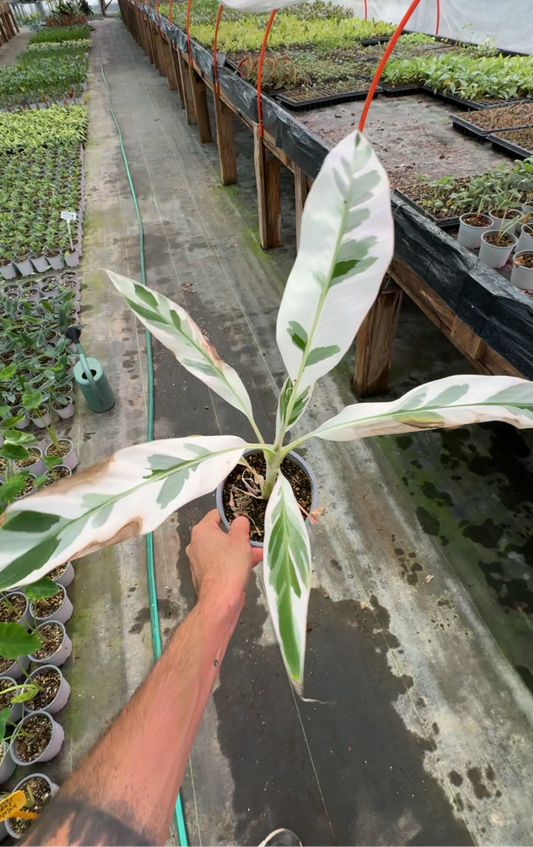 Banano Musa Variegado
