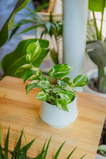 Pothos N'Joy