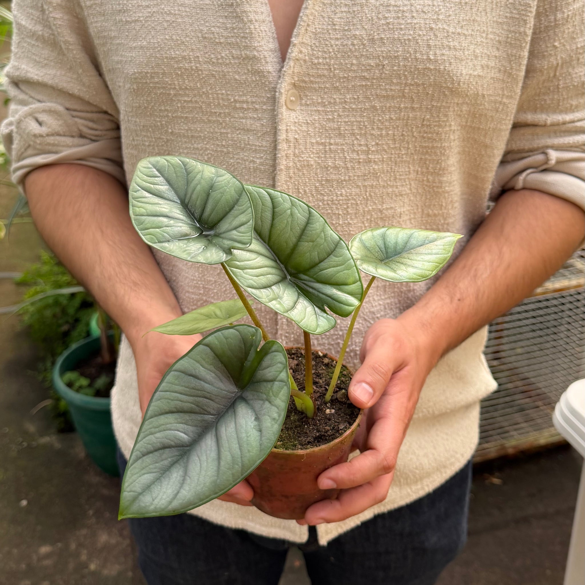 Alocasia Silver Dragon