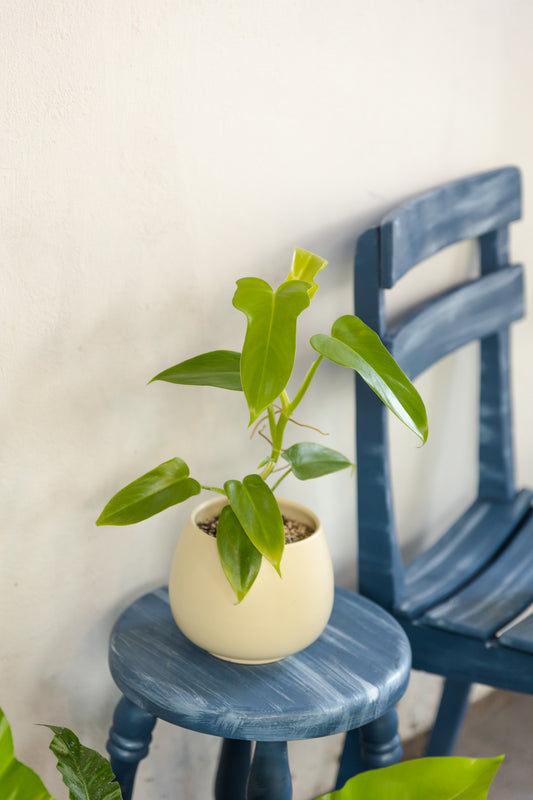 Filodendro Lemon Panduriforme