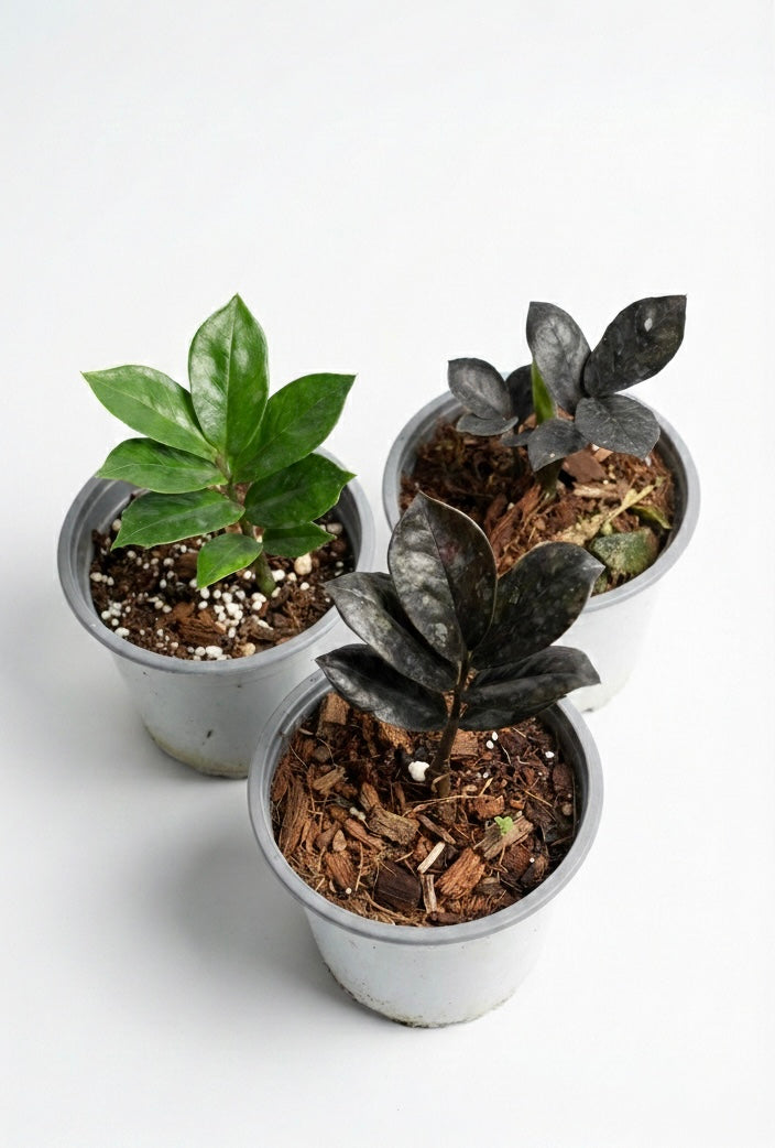 Zamioculca ZZ | Planta resistente de interior | Comprar