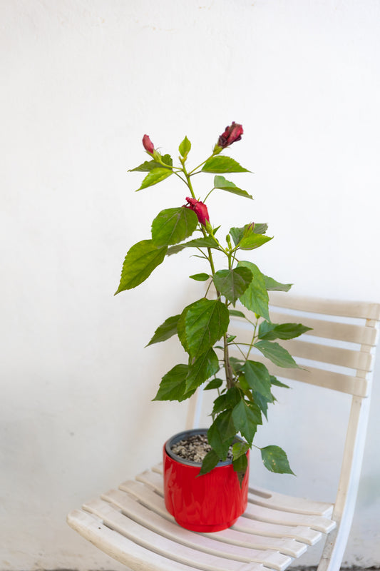 Hibisco