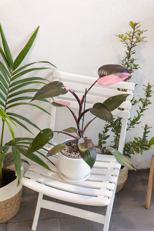 Filodendro Pink Princess