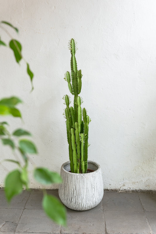 Baby Cactus Euphorbia