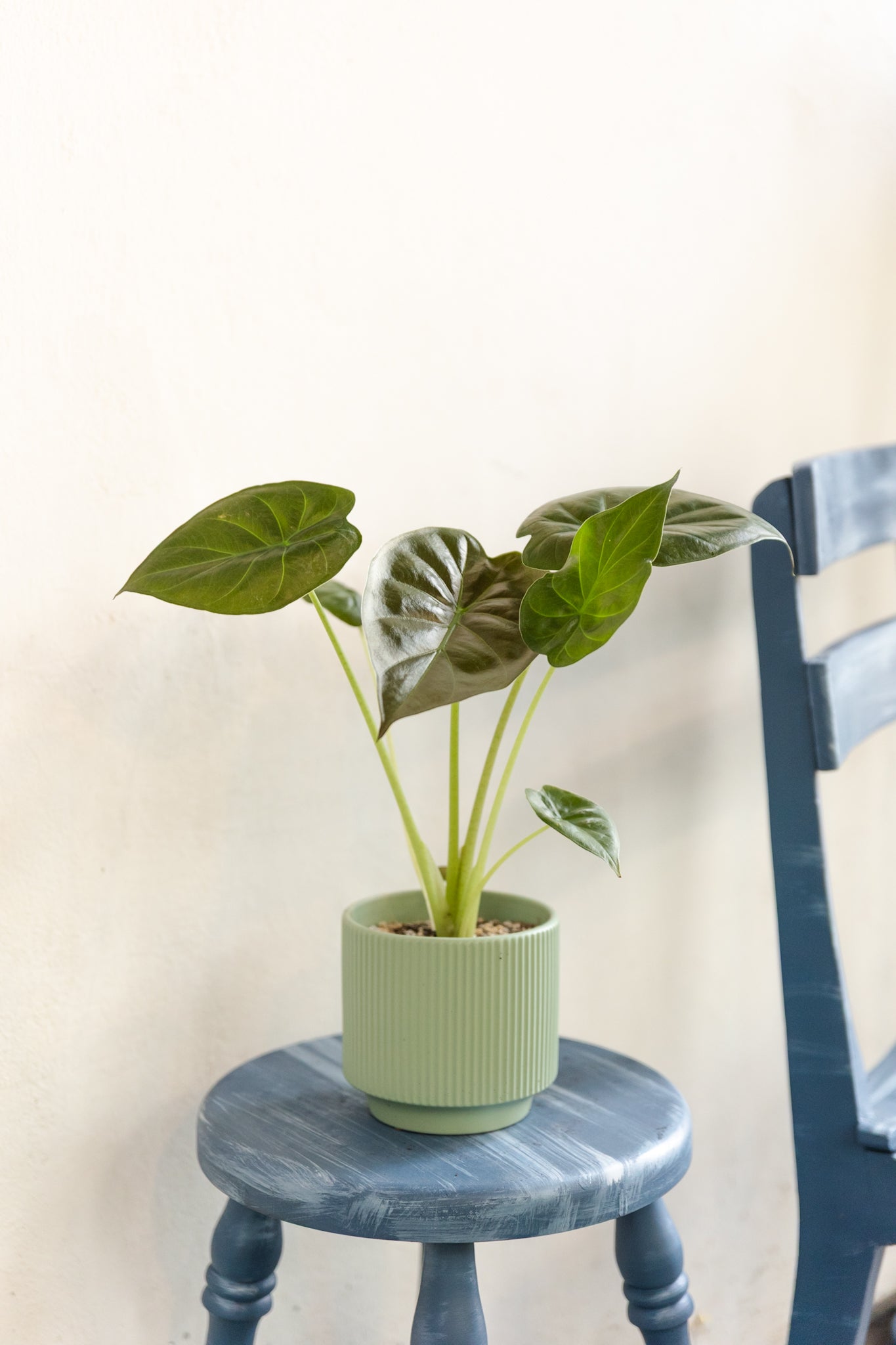 Alocasia Wentii