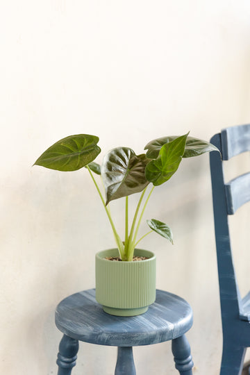 Alocasia Wentii