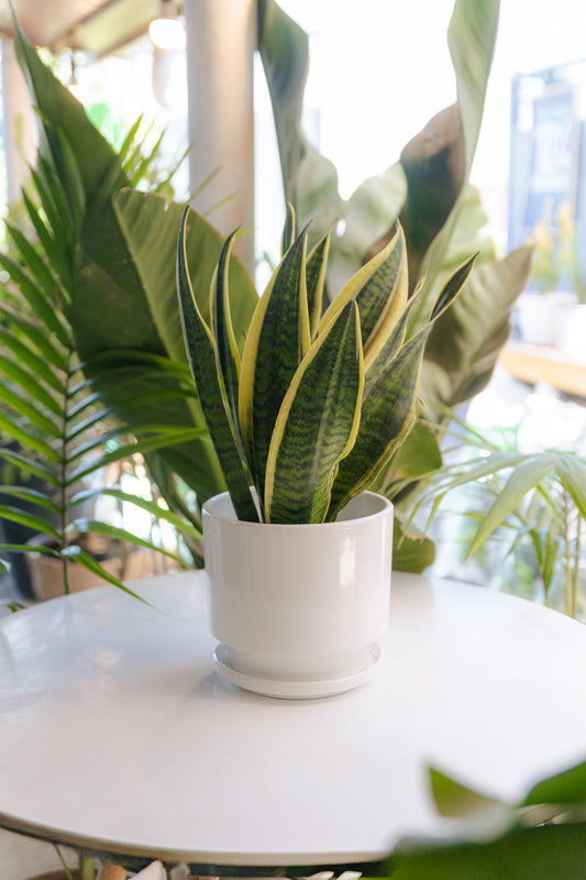 Sansevieria Laurentii