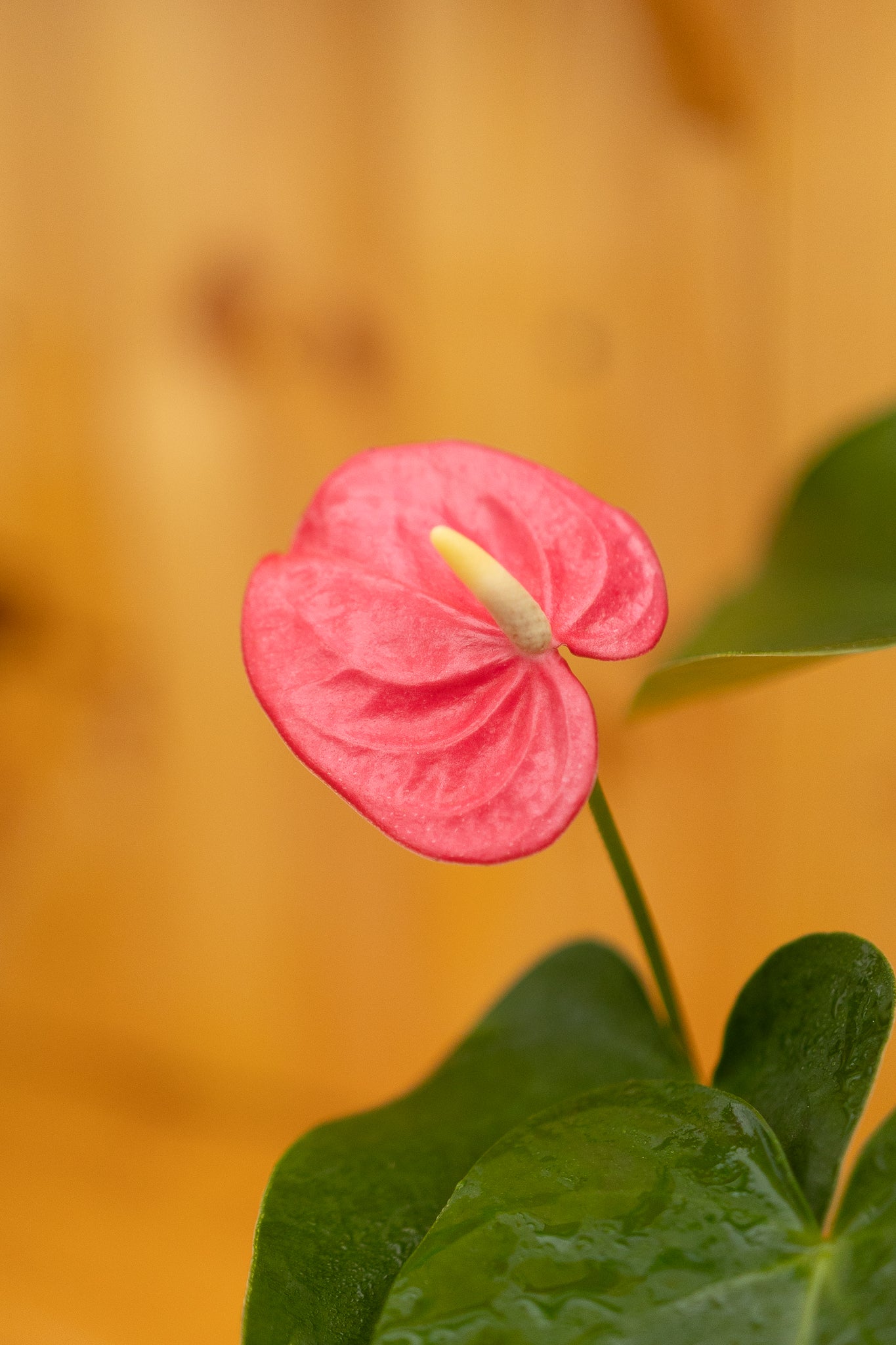 planta anthurium precio Anturio | Planta con flor de interior | Comprar