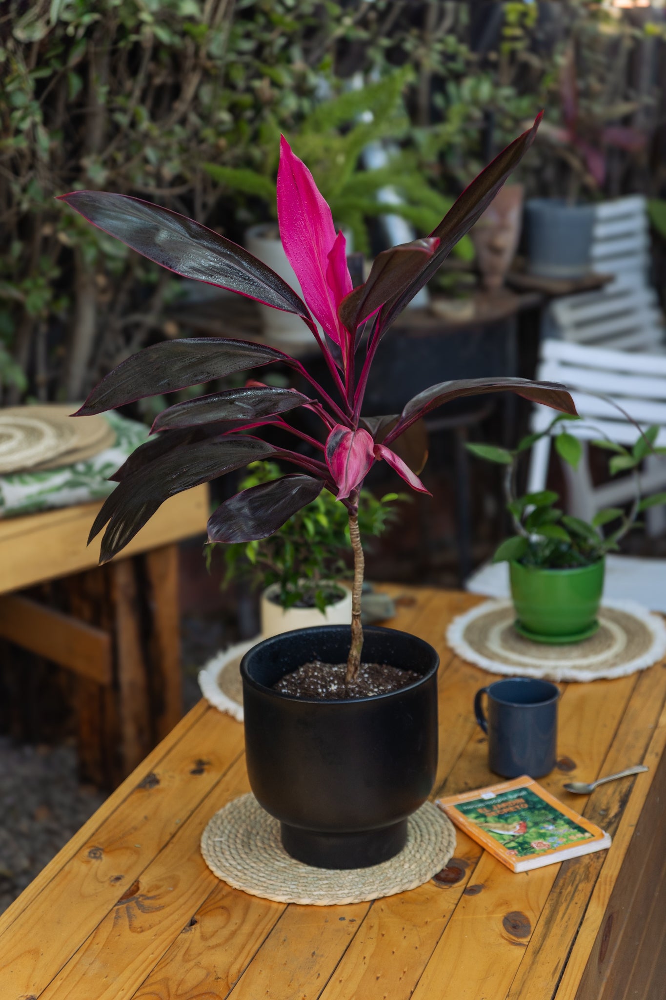 Dracena Cordyline Fruticosa