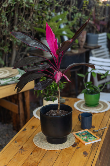 Dracena Cordyline Fruticosa