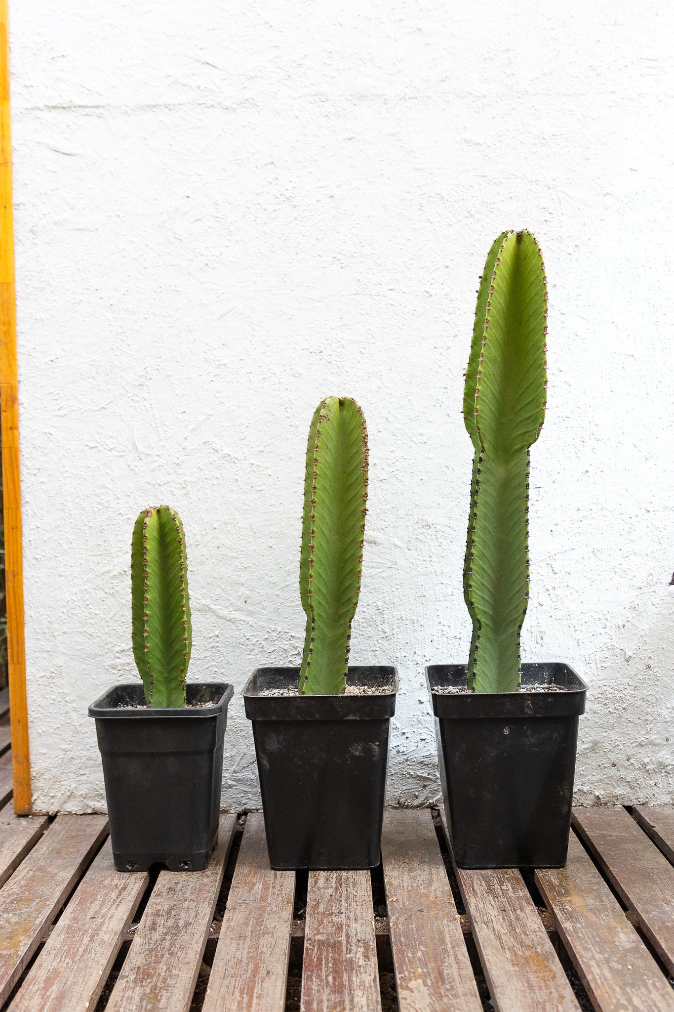 Cactus Euphorbia