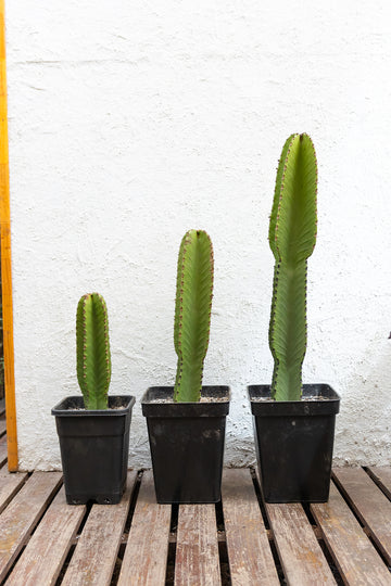 Cactus Euphorbia