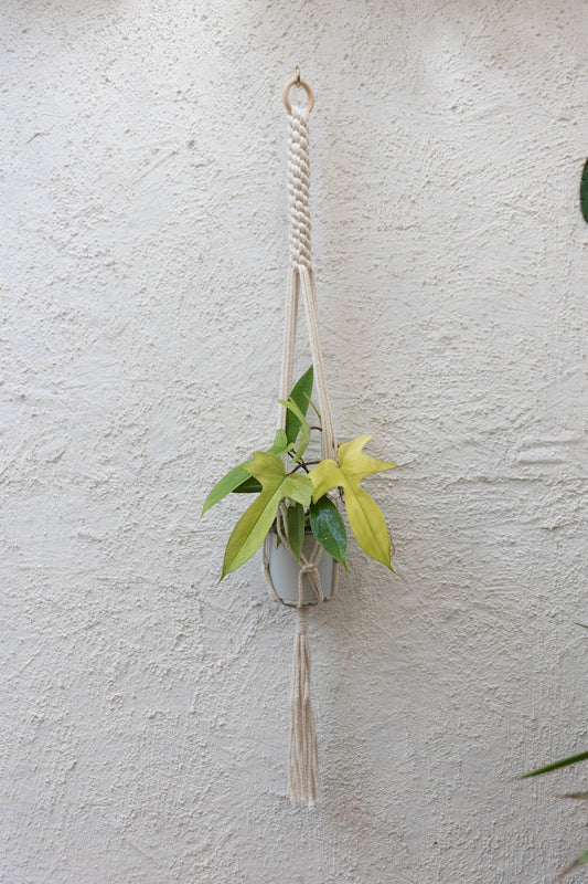 Colgante Macramé Planta Boldo