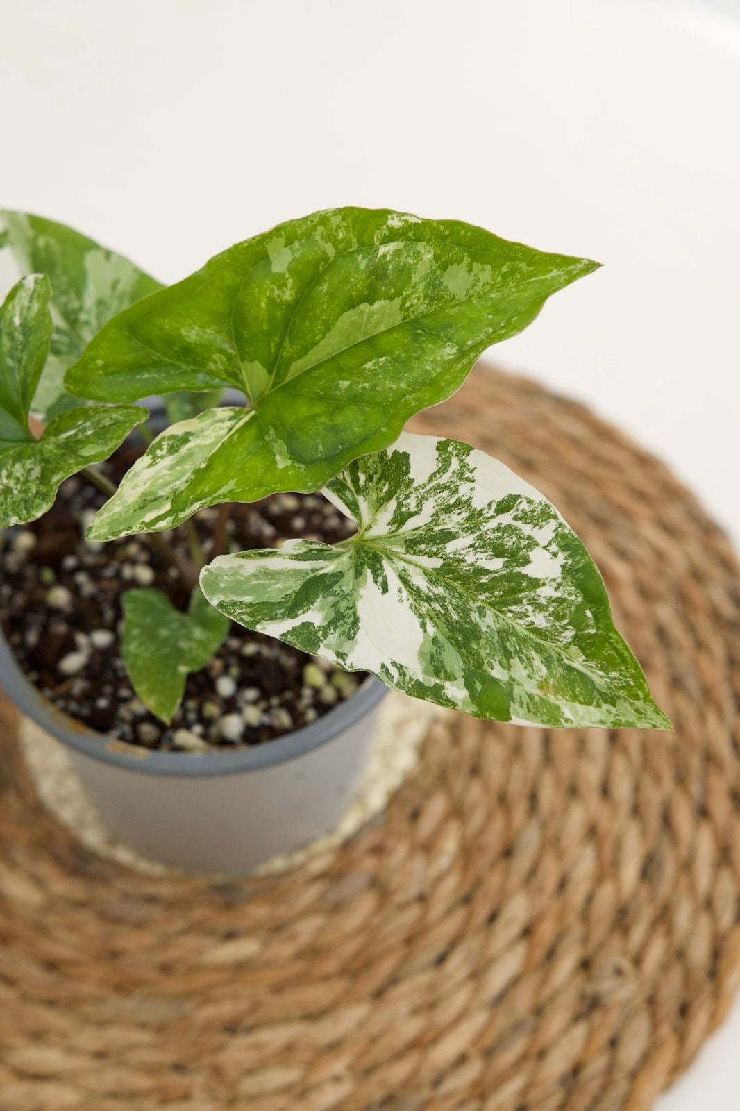 Singonio Variegado S