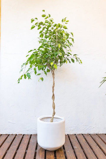 Ficus Trenzado 1.40 cm
