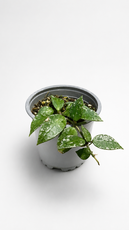Hoya Krohniana Splash