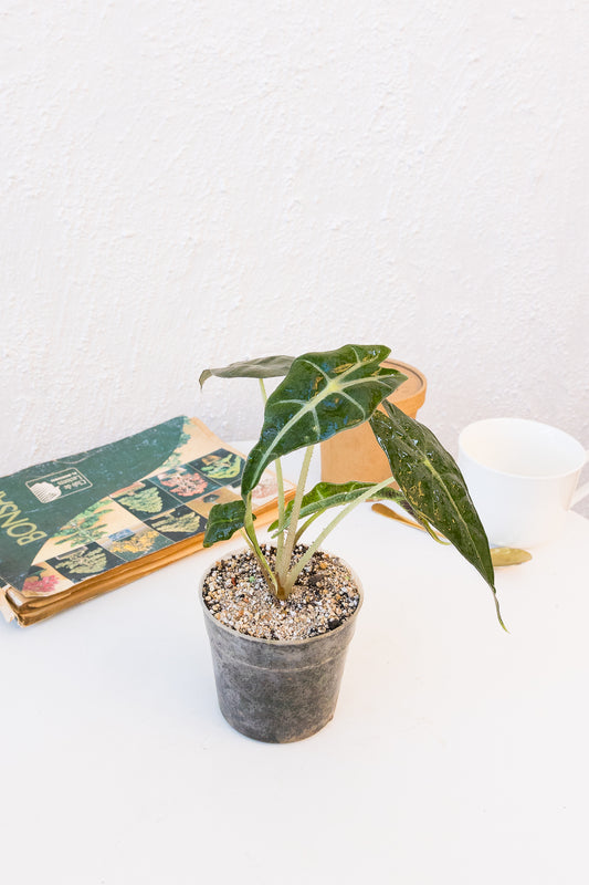 Alocasia Amazonica