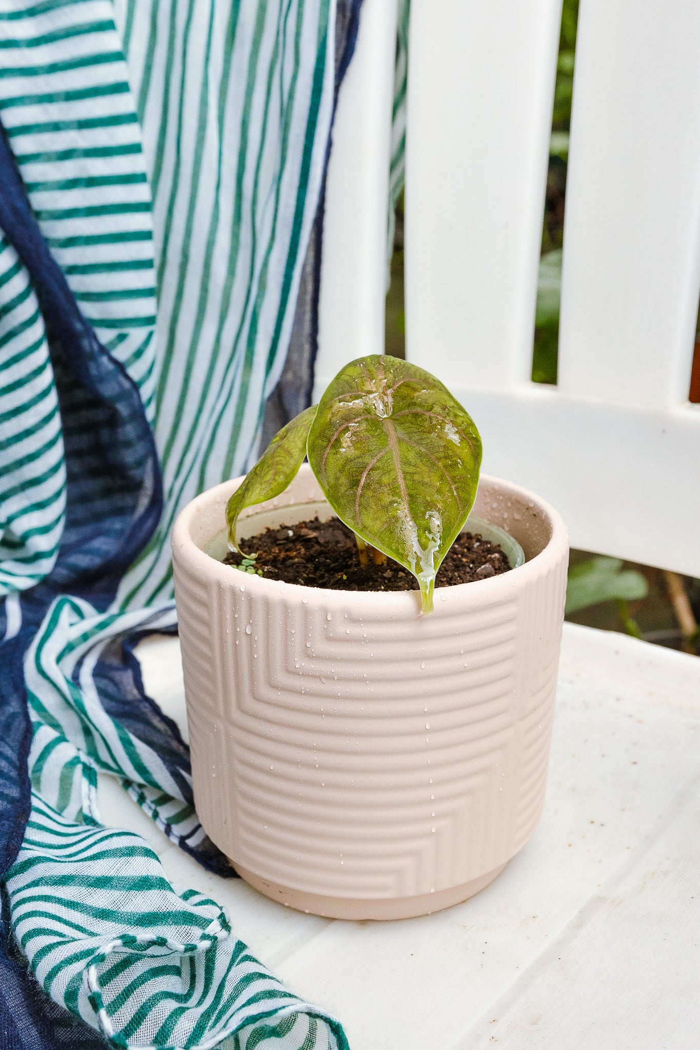 Alocasia Azlanii | Alocasia de hojas oscuras | Comprar | Kenaz