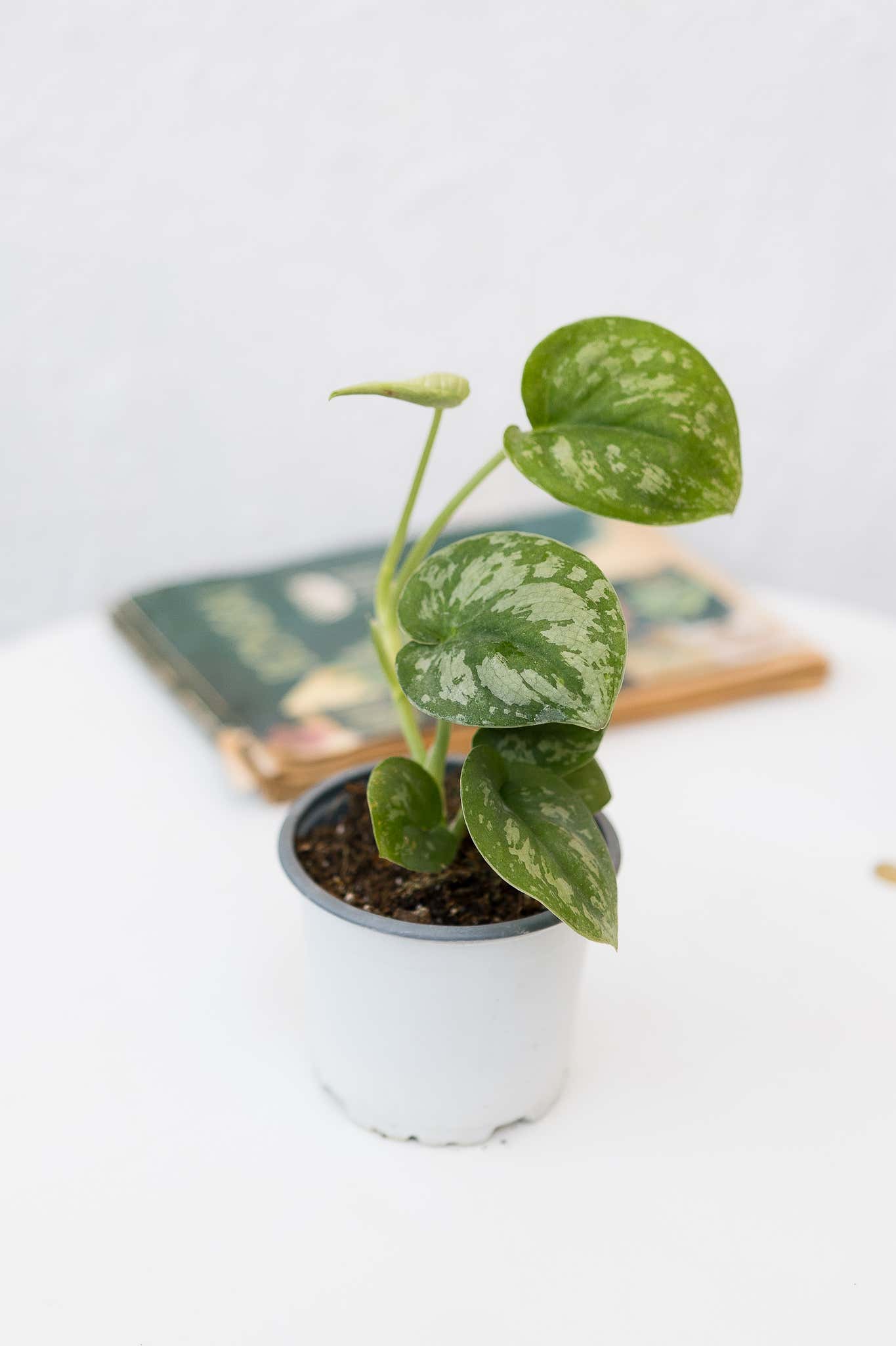 Scindapsus Pictus Exótica
