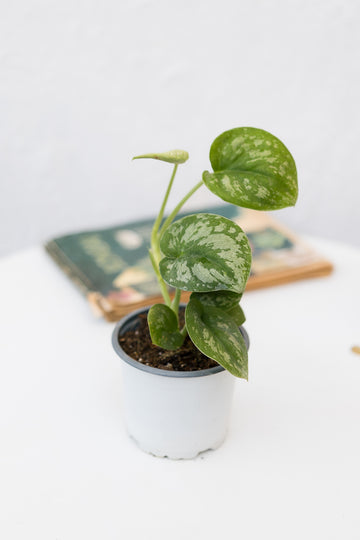 Scindapsus Pictus Exótica