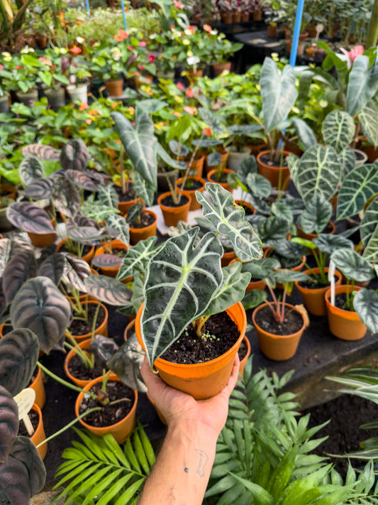 Alocasia Amazonica