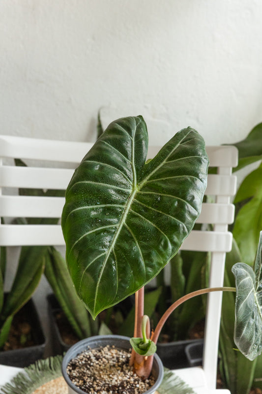 Alocasia Pink Dragón