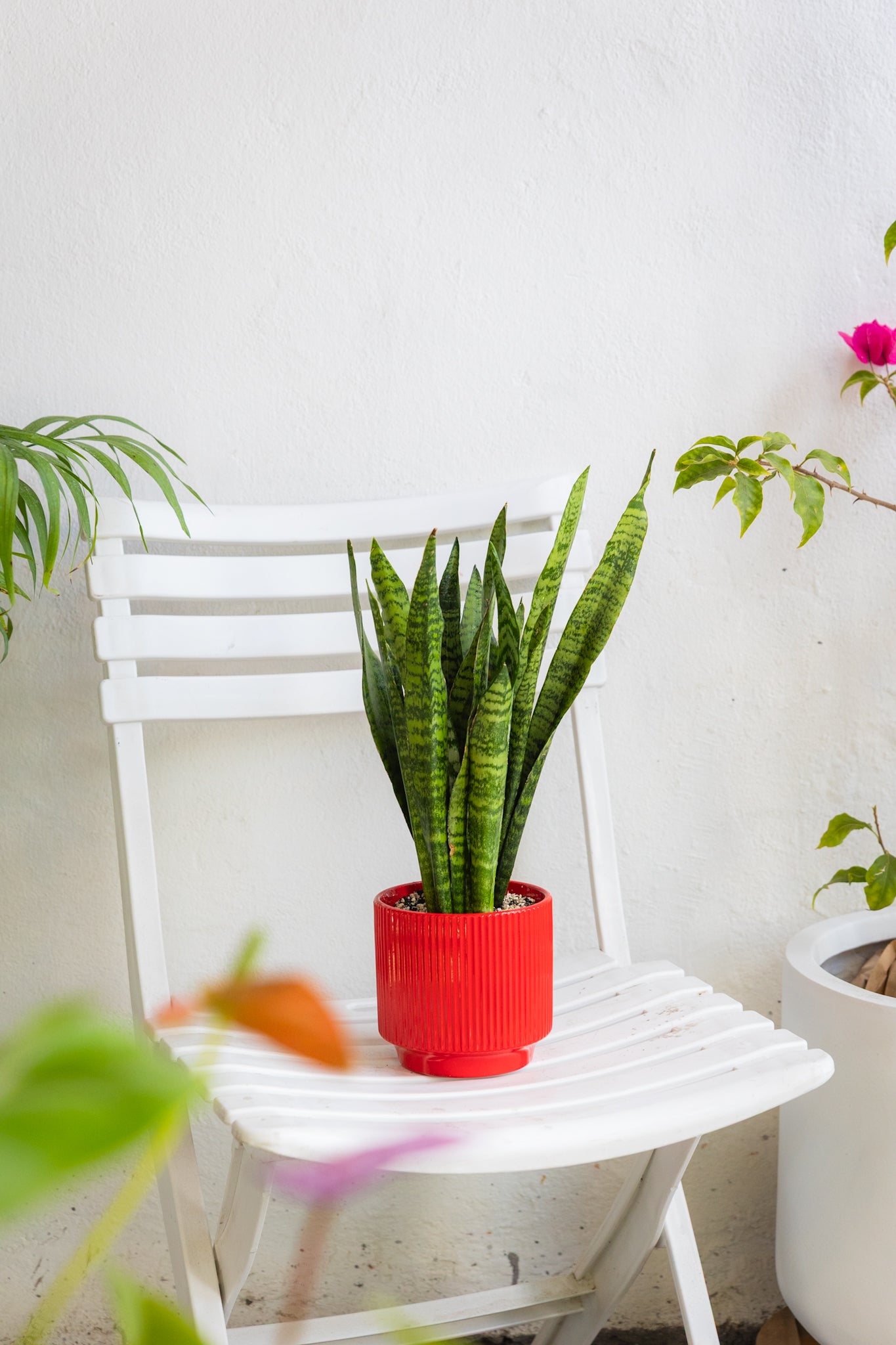 sansevieria chile Sansevieria Zeylanica | Lengua de suegra rayada | Comprar