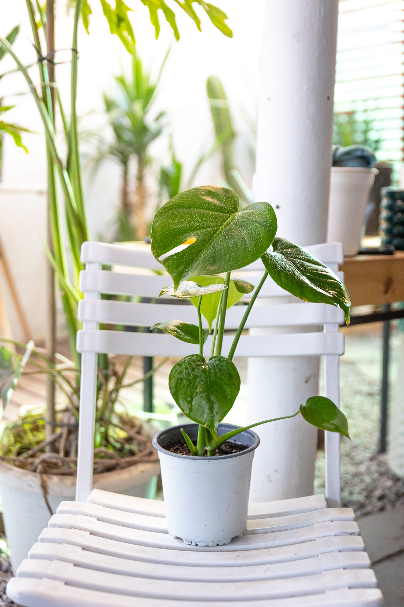 Monstera Mini