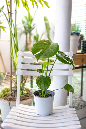 Monstera Mini