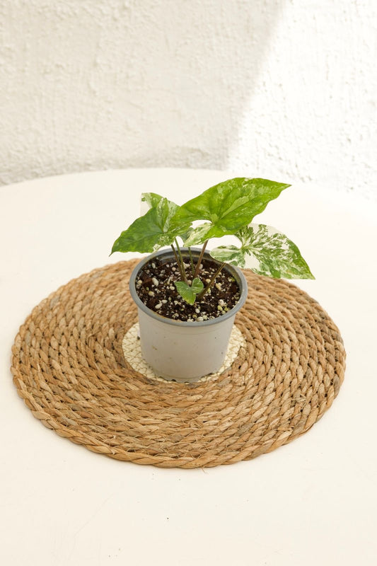 Singonio Variegado S