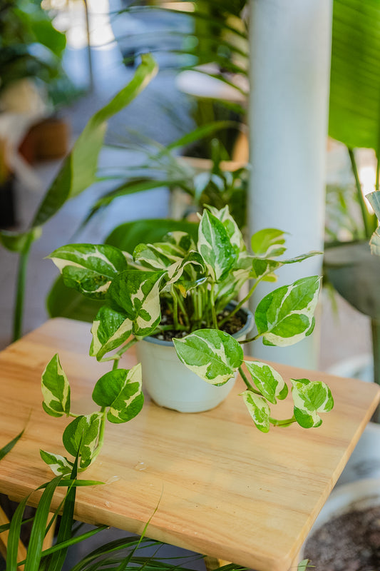 Pothus N'Joy variegado compacto para interior - Kenäz