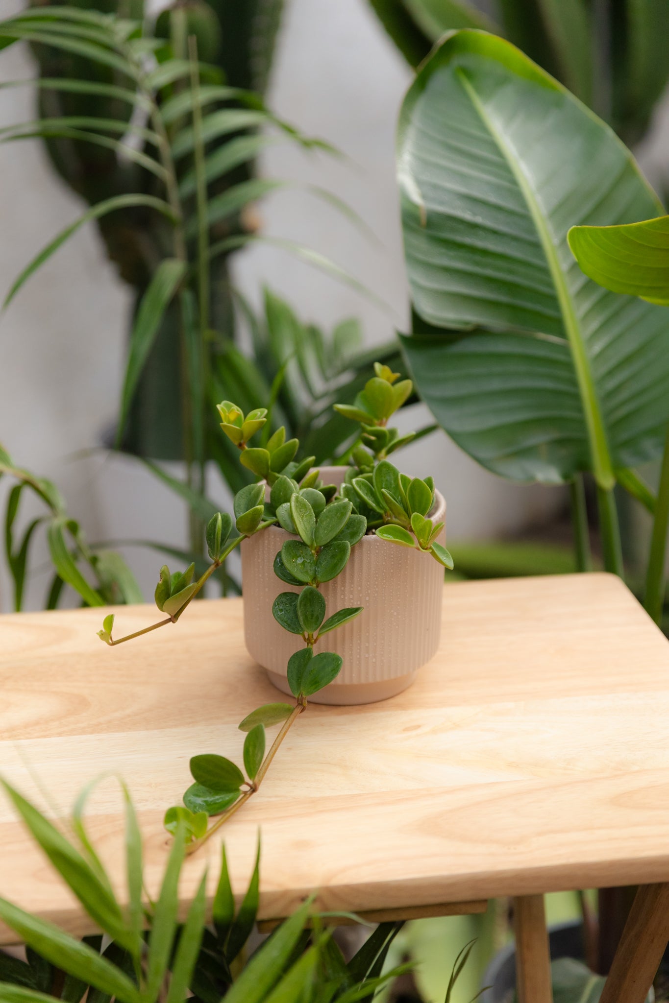 Peperomia Hope