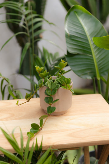Peperomia Hope