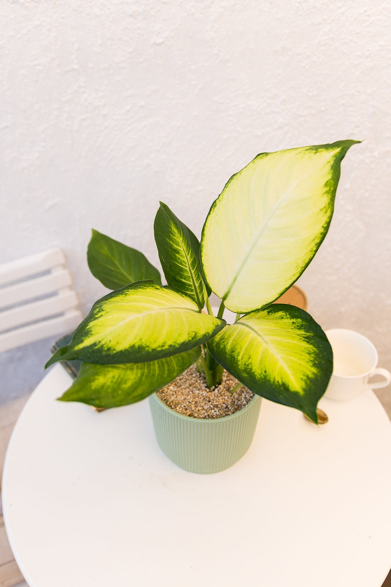 dieffenbachia beneficios Dieffenbachia Amoena | Planta de interior tropical | Comprar