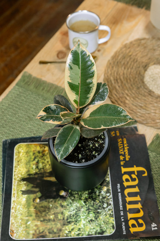Ficus Pink Tineke Gomero
