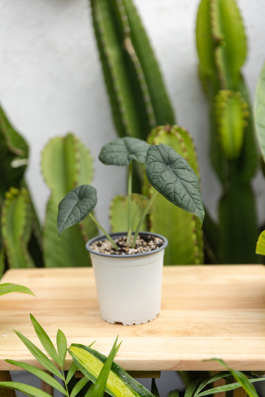 Alocasia Melo