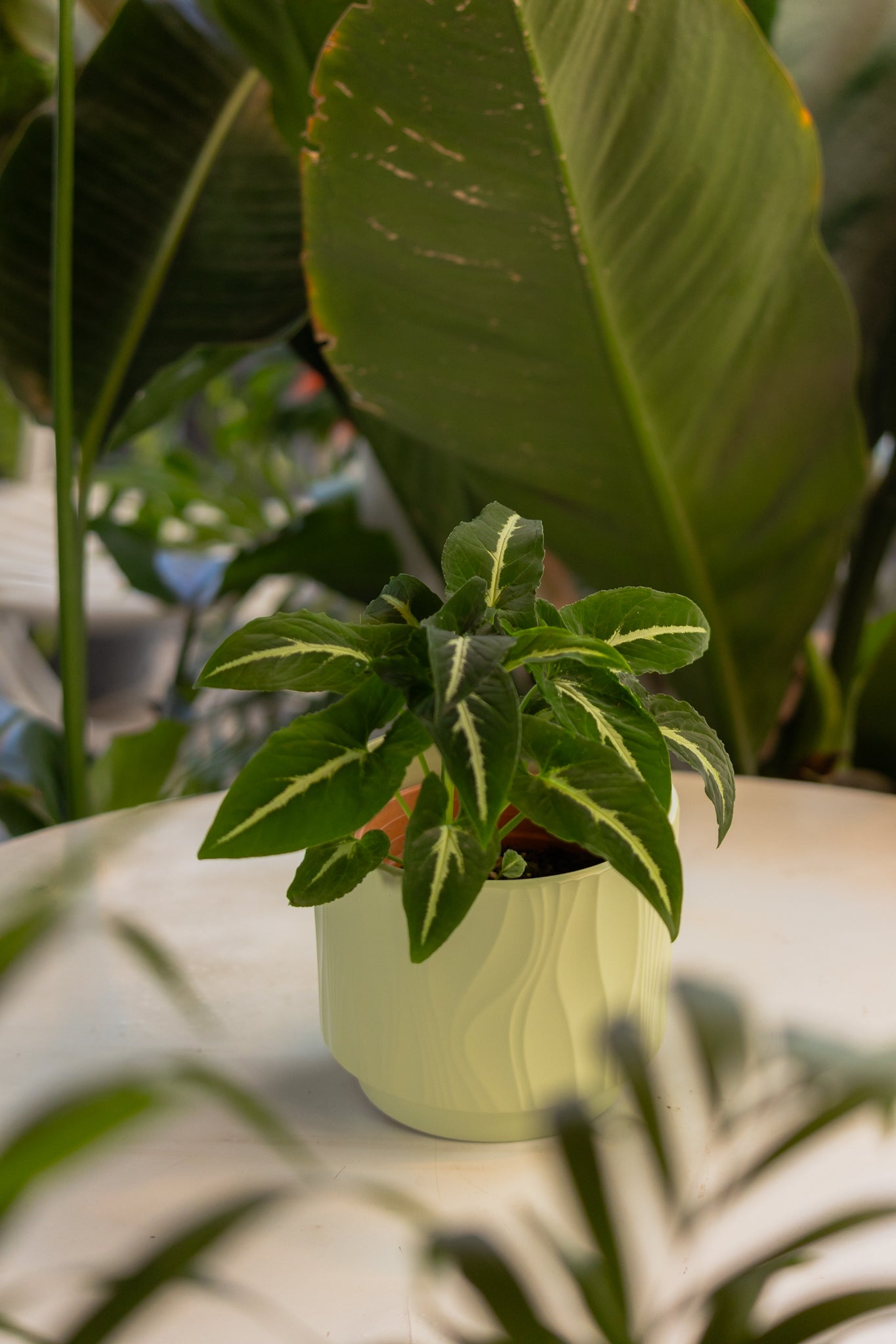 Singonio Wendlandii