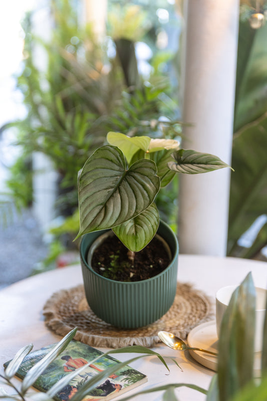 Filodendro Mamei