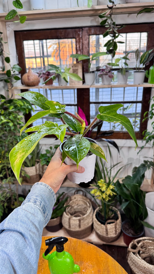 Filodendro Squamiferum