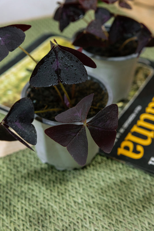 Oxalis Triangularis Trébol Africano