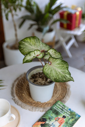 Caladium White Delight