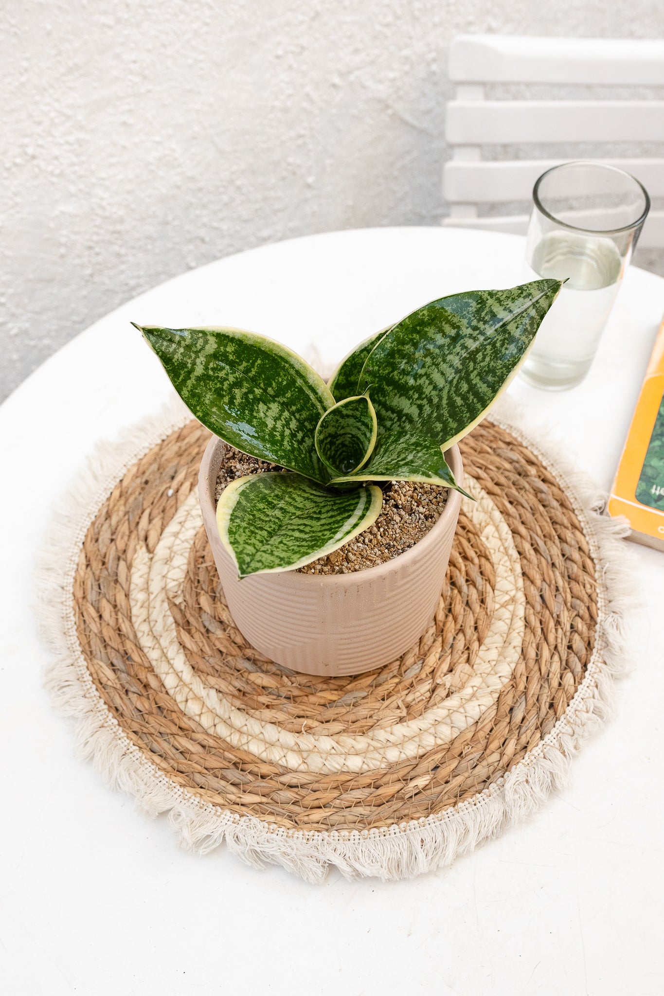 Sansevieria Enana